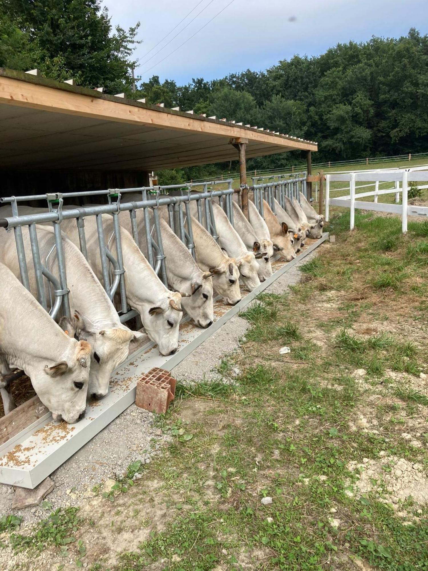 Agriturismo La Fornace Centro Ippico Como Exteriér fotografie
